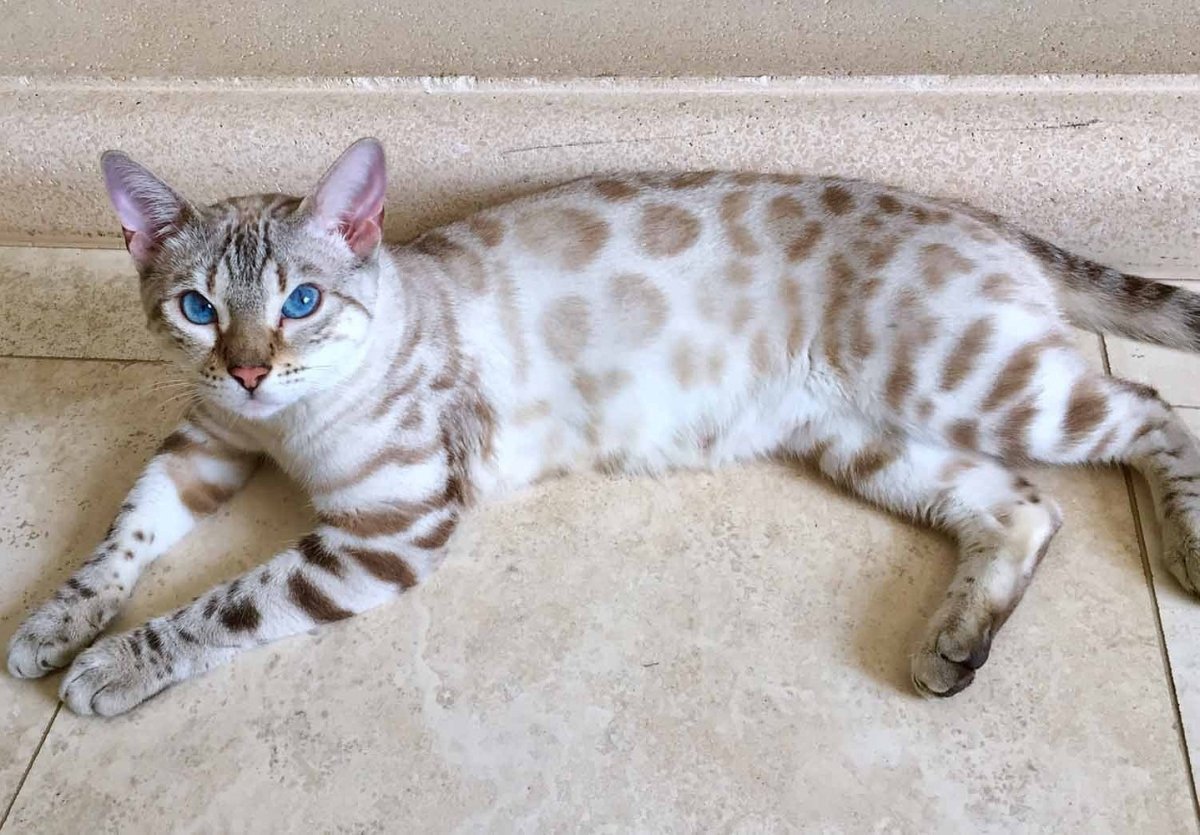 Снежный Линкс бенгал