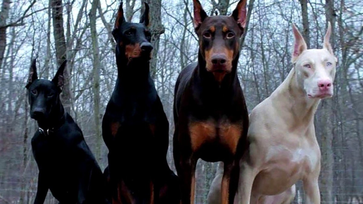 Доберман бойцовская