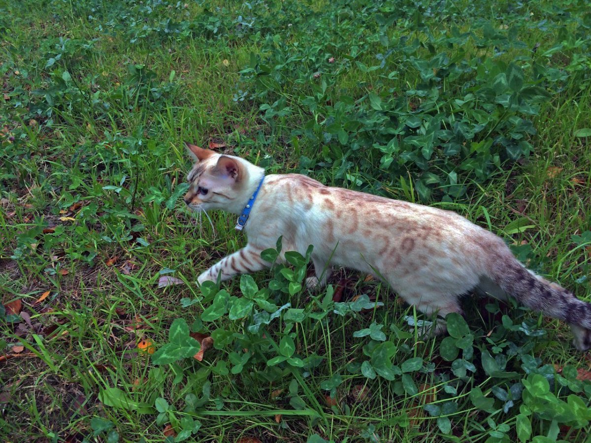 Бенгальский альбинос