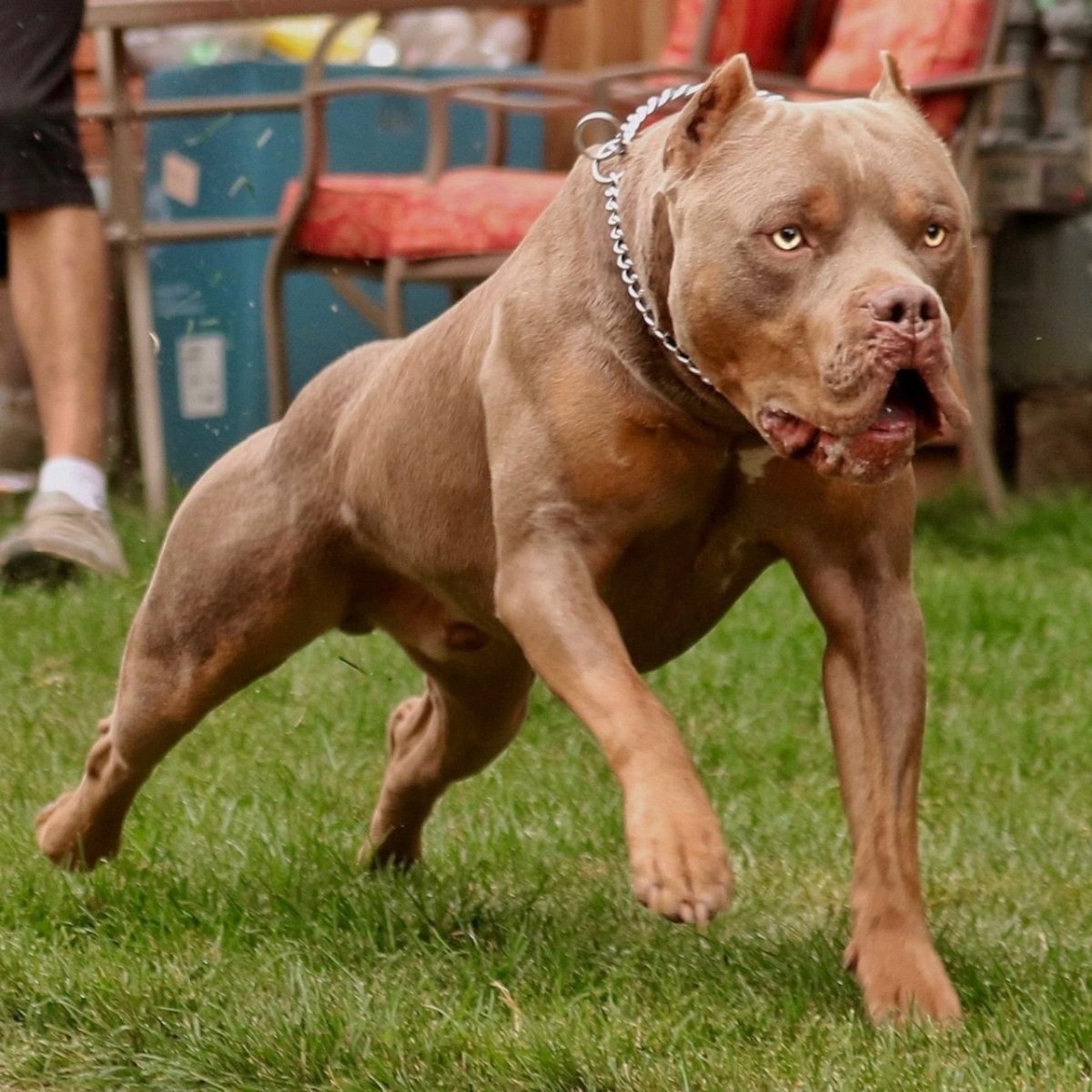 Булли терьер XL