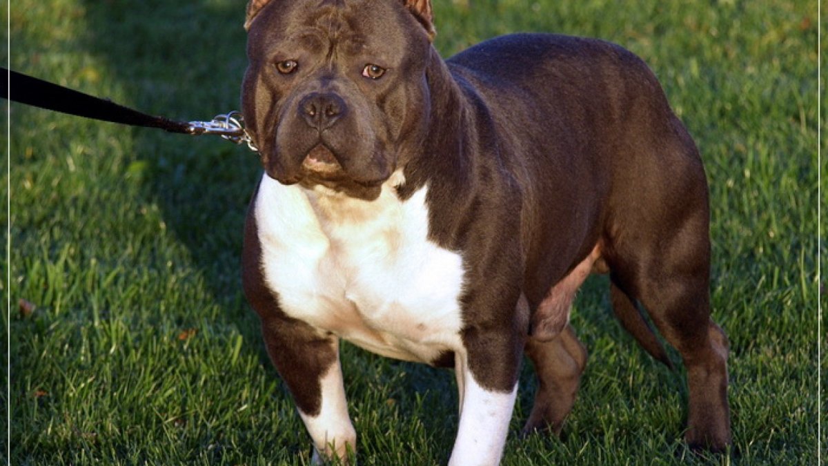 Pitbull порода собак