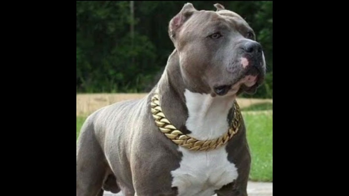 Американский стаффордширский терьер спорт