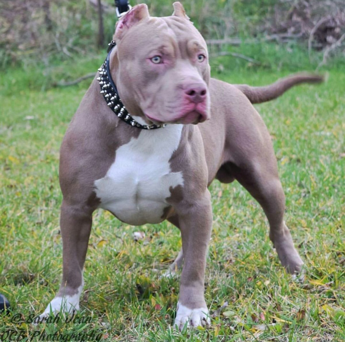 Американский стаффордширский булли