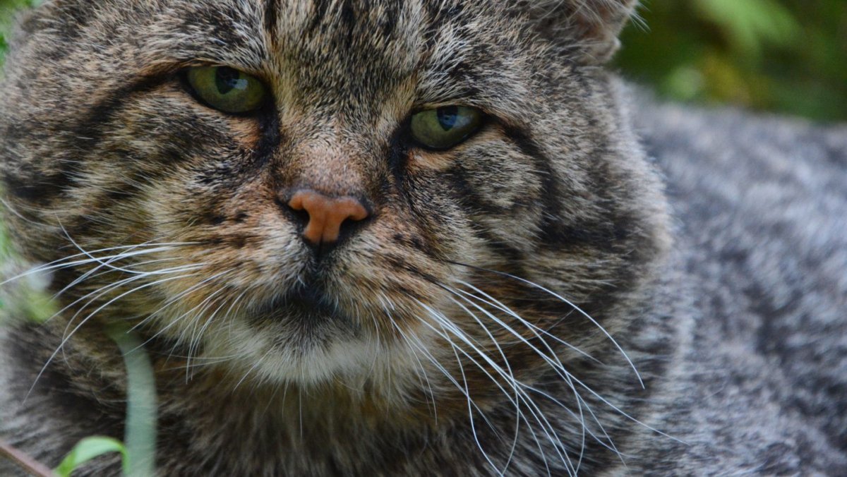 Милый котик в шапочке Эстетика