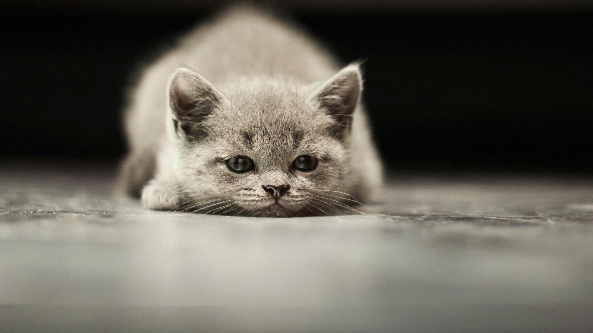 Аватарки с котиками