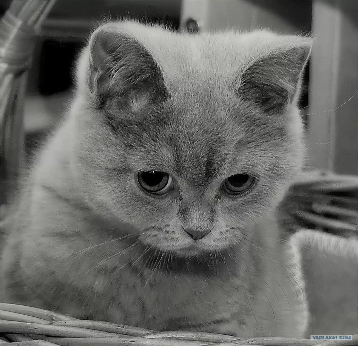 Грустная кошка