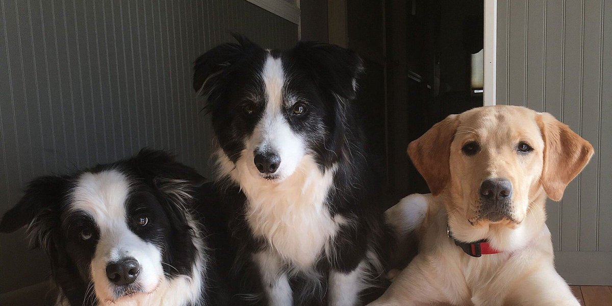 Кинг Ричард спаниель