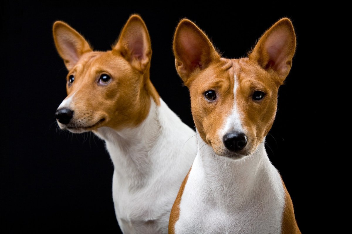 Стаффордширский бультерьер рыжего окраса