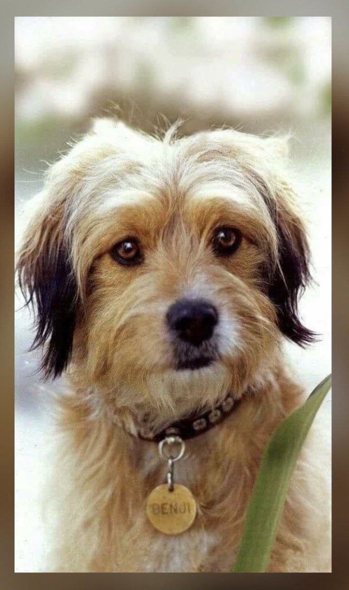 Пес Бенджи порода из фильма