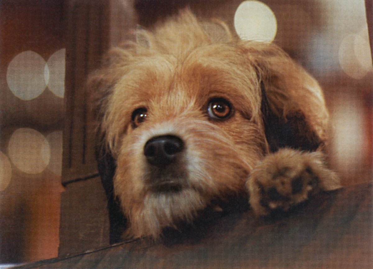 Билли собака фото