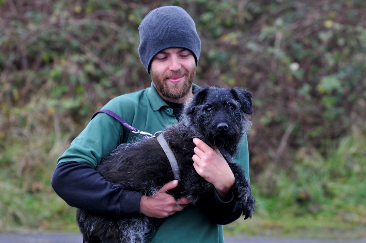 Метис золотистого ретривера