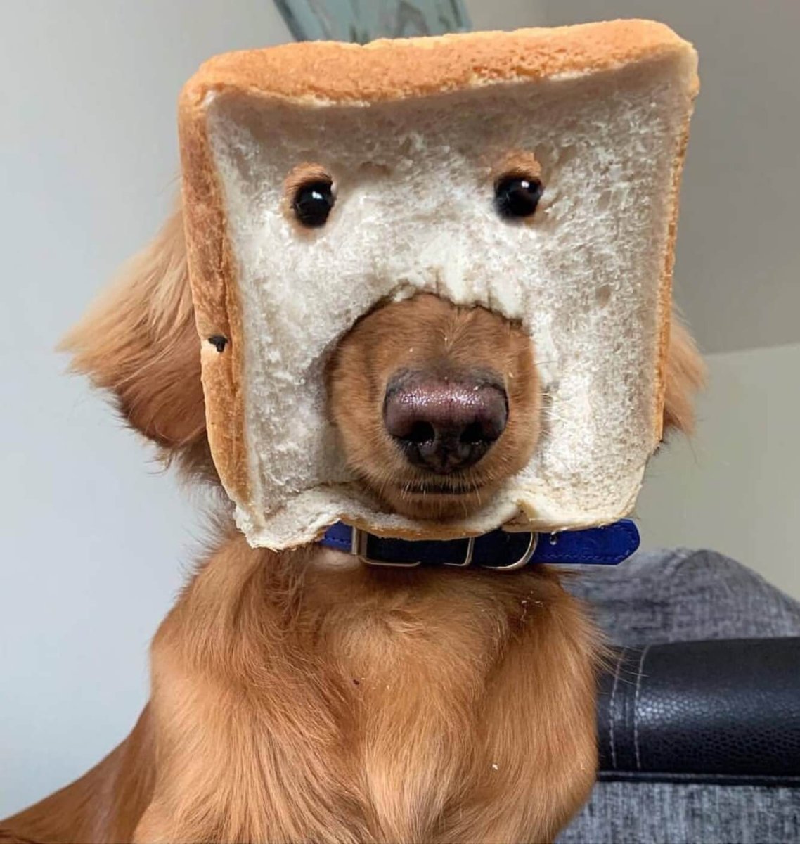 Африканская Гиеновидная собака