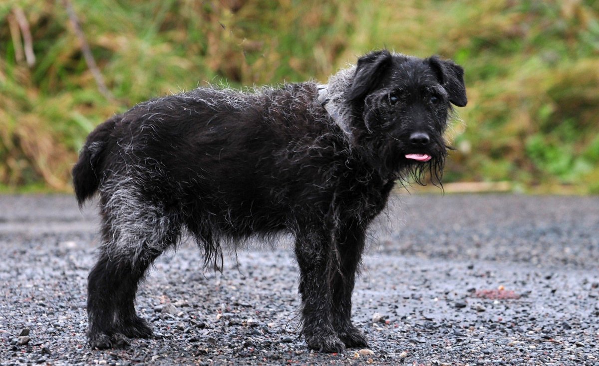 Нелающая собака басенджи