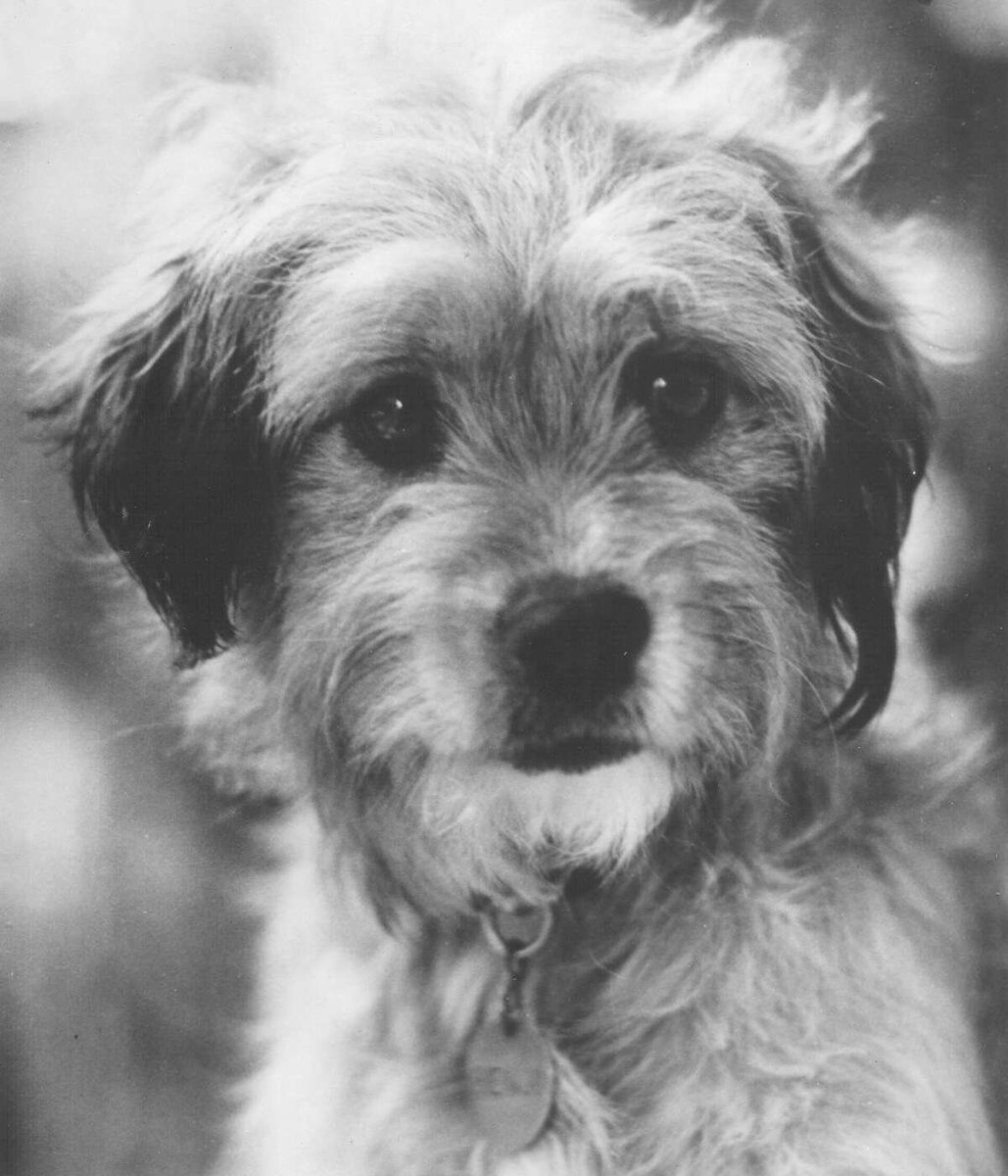 Щенок Бенджи