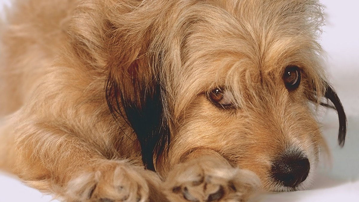 Преследуемый Бенджи