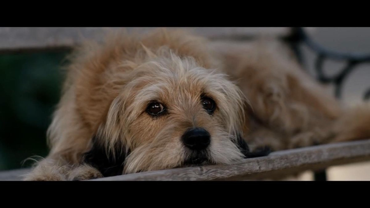 Бенджи фильм