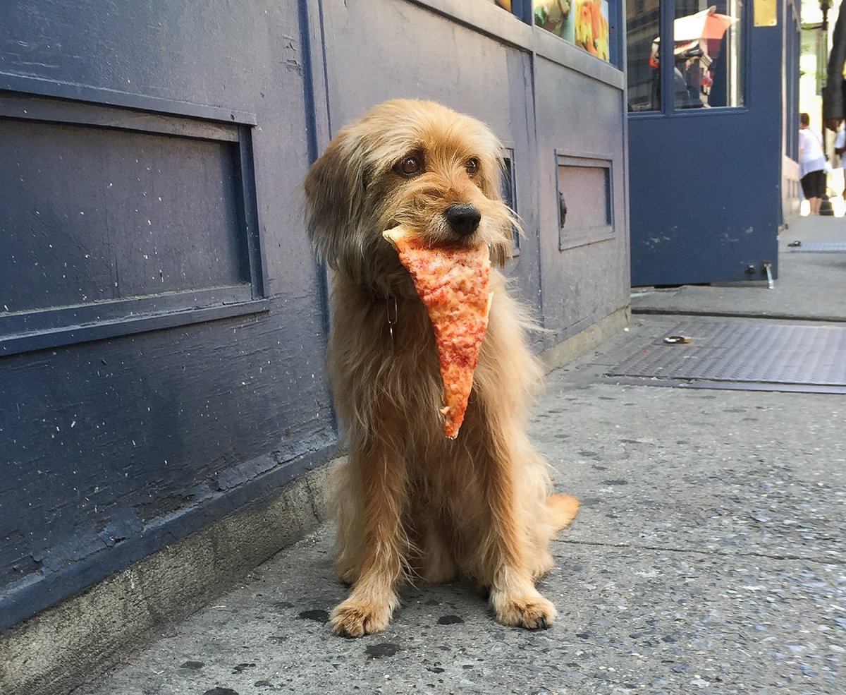 Порода милые и большой собаки