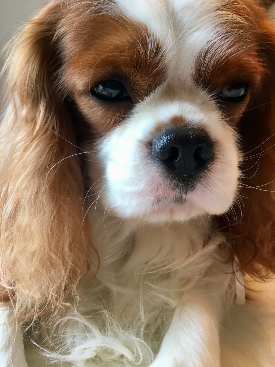 Басенджи мордочка