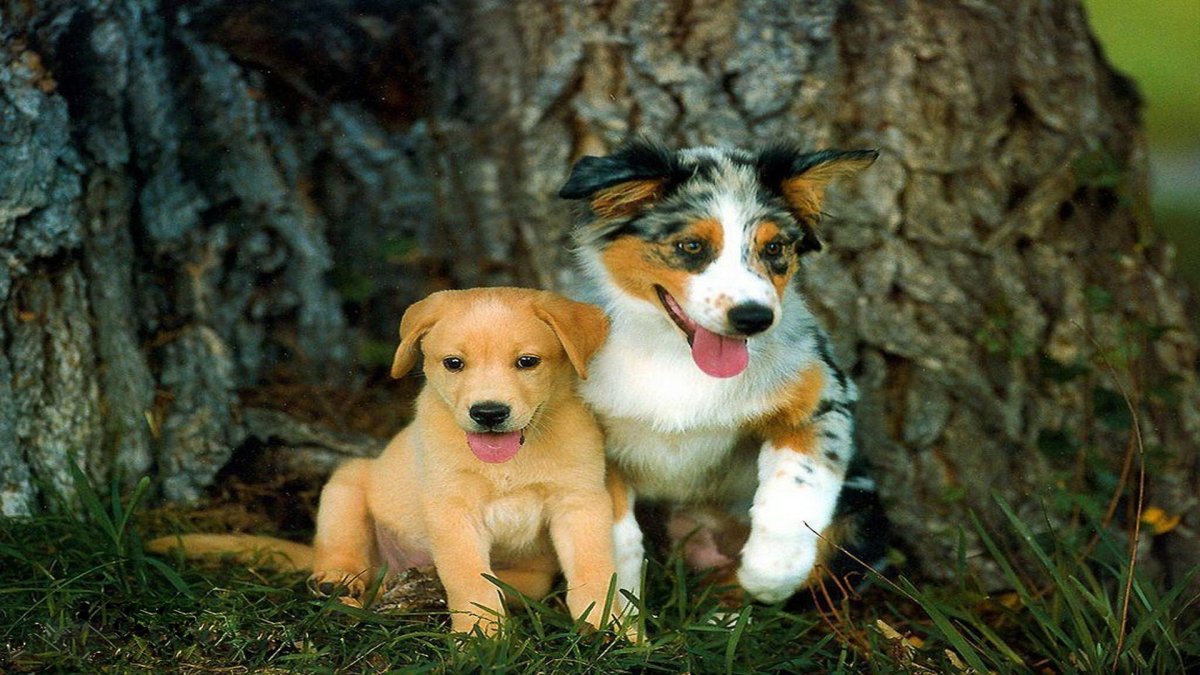 Сабайе Бенджи