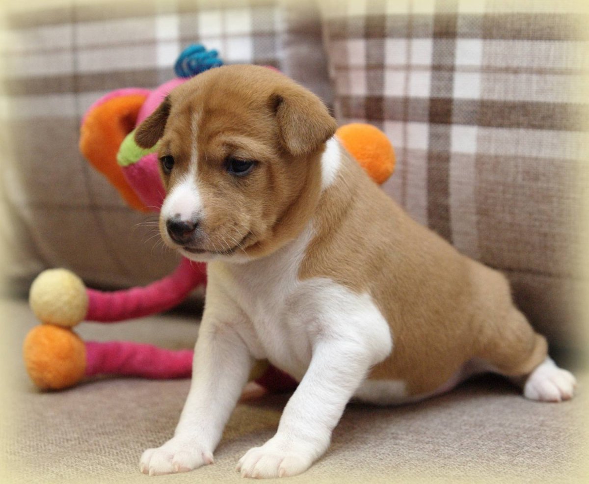 Длинношерстный Далматин