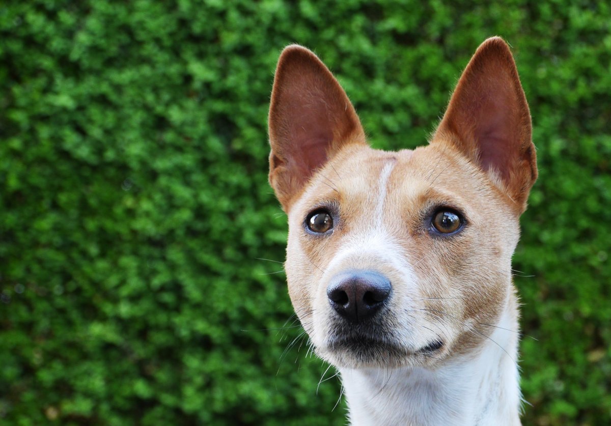 Злюся корги