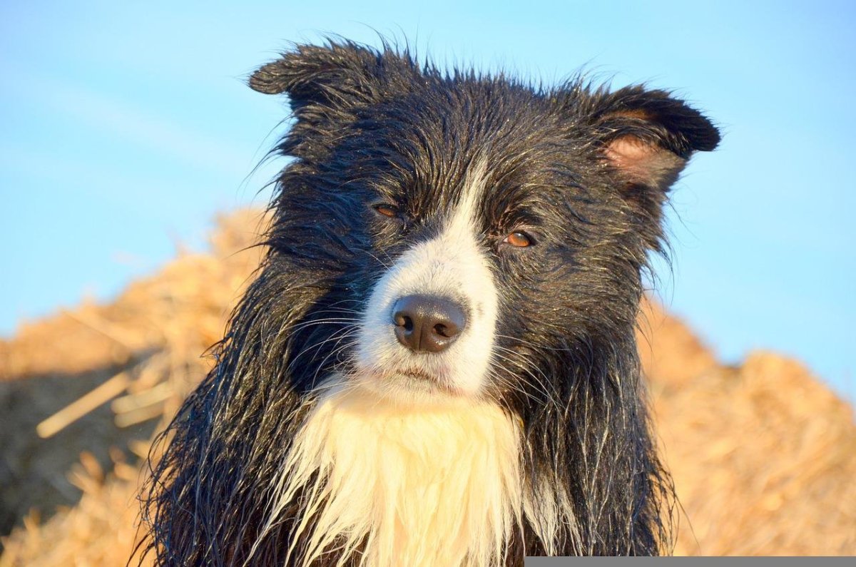 Бенджи фильм 2018