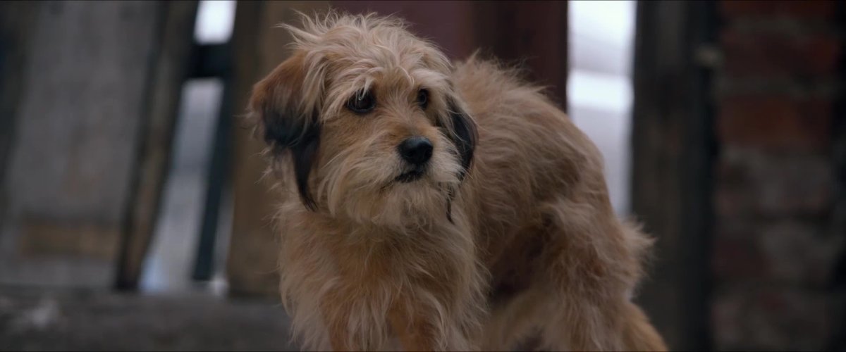 Волан собака