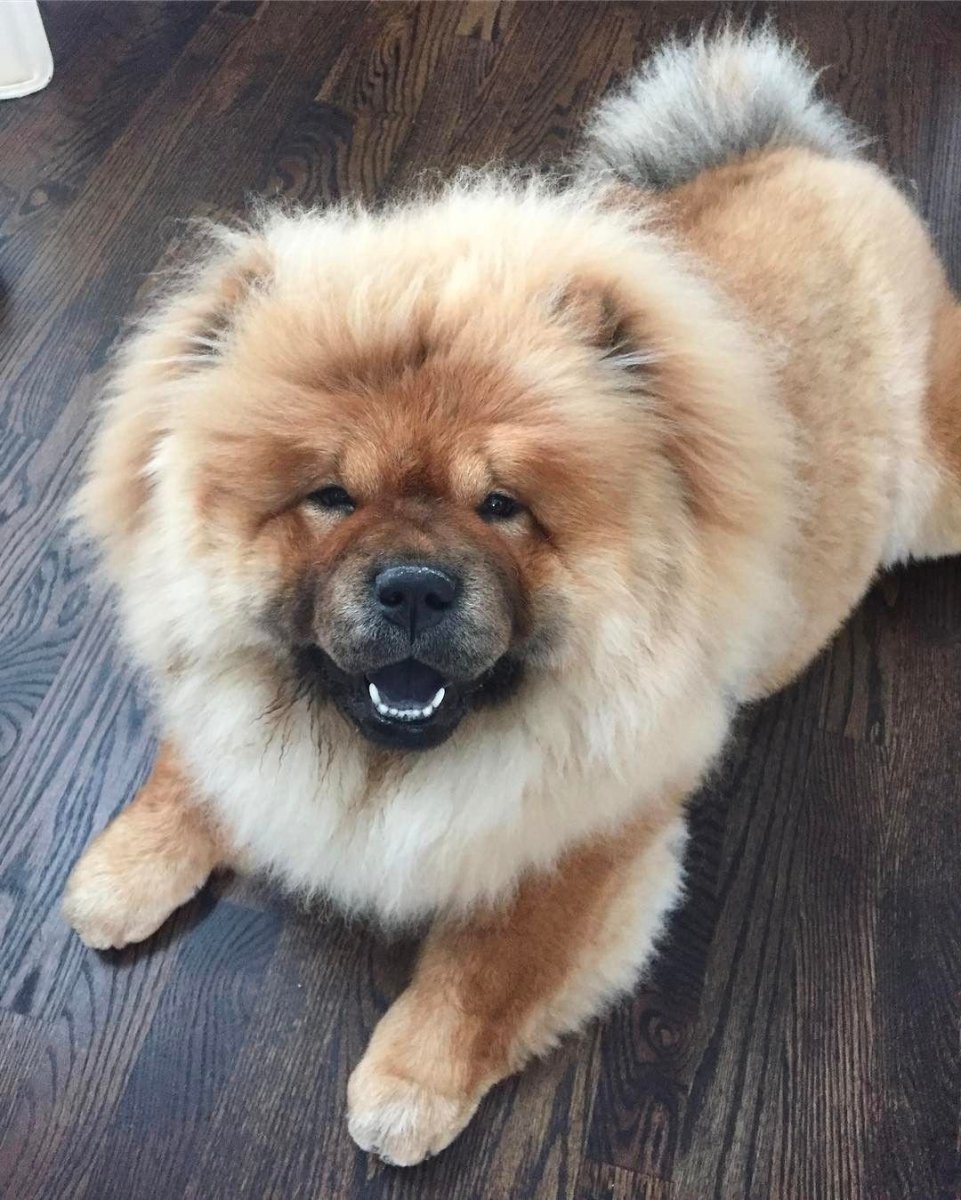 Собаки необычных пород