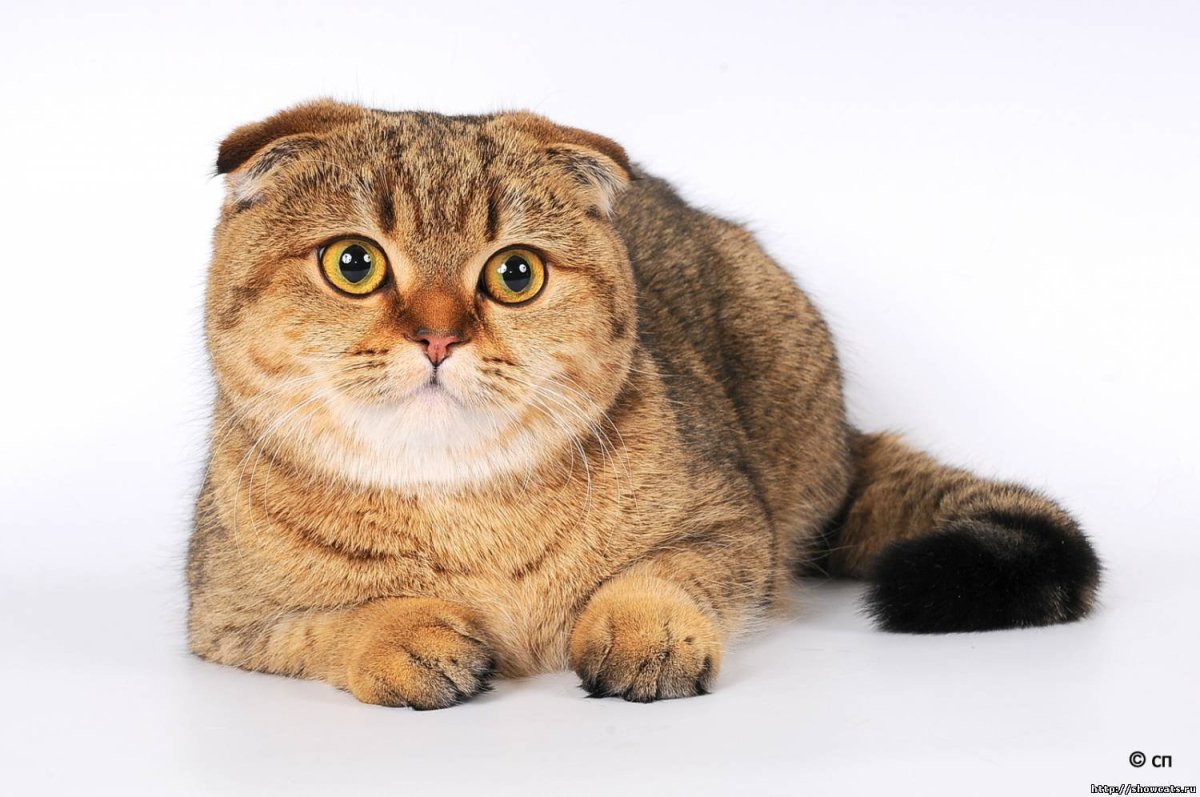 Скоттиш-фолд Шотландская