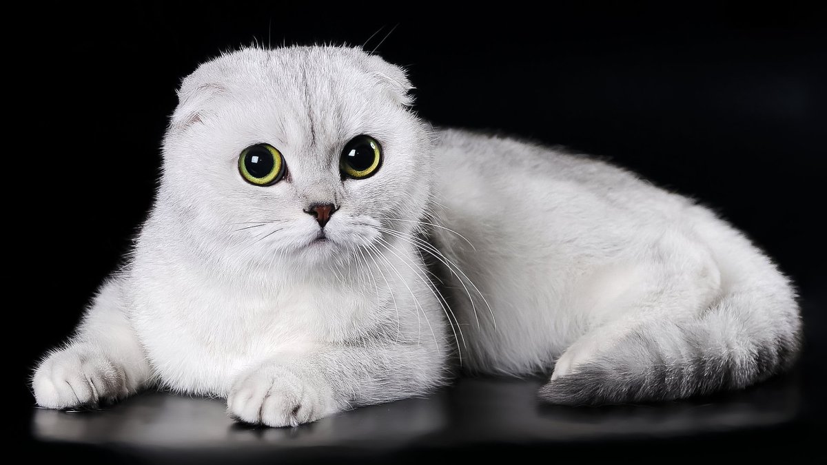 Скоттиш-фолд Шотландская