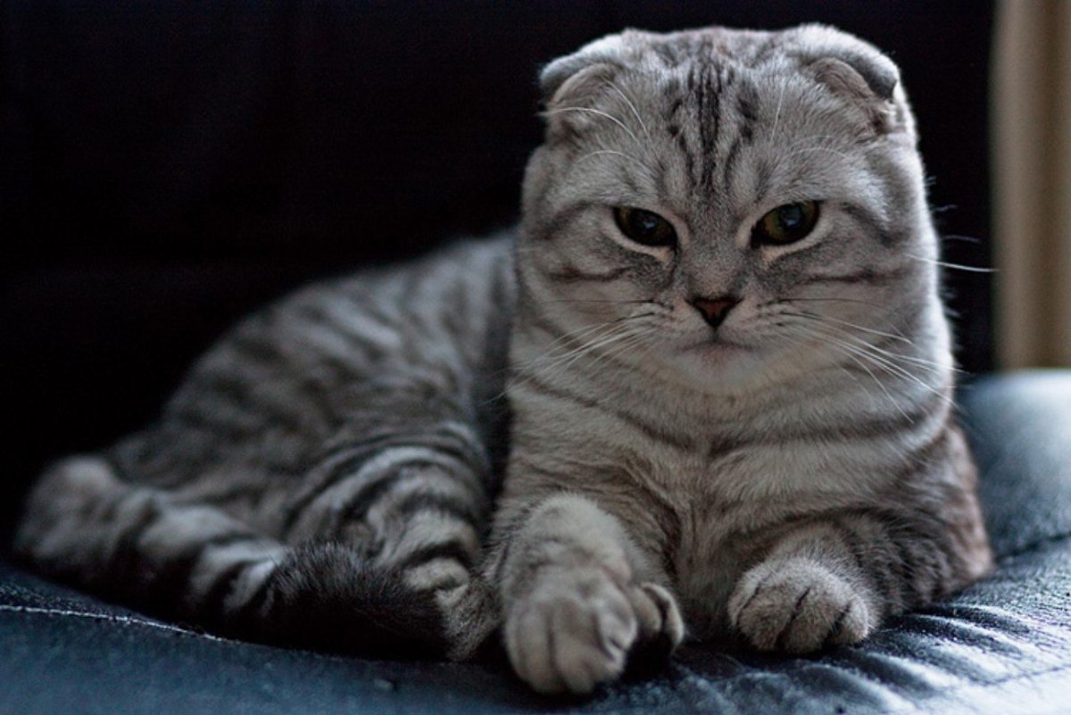 Шотландский кот