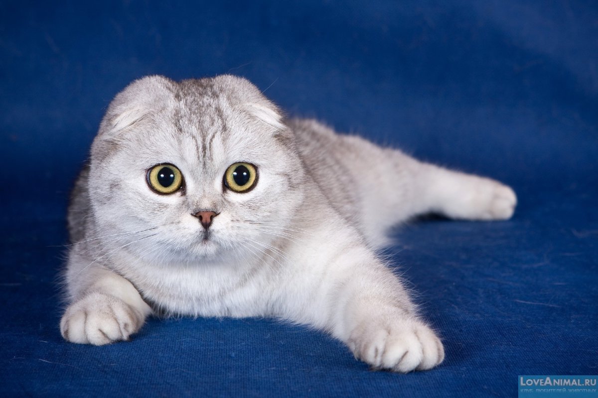 Скоттиш-фолд Шотландская вислоухая