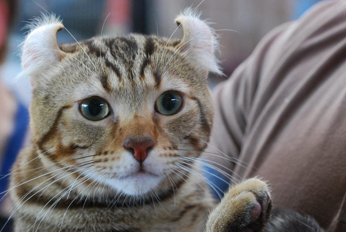 Американский кёрл кошка