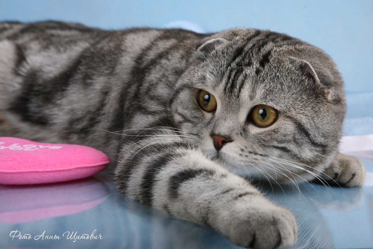 Шотландская вислоухая кошка вискас