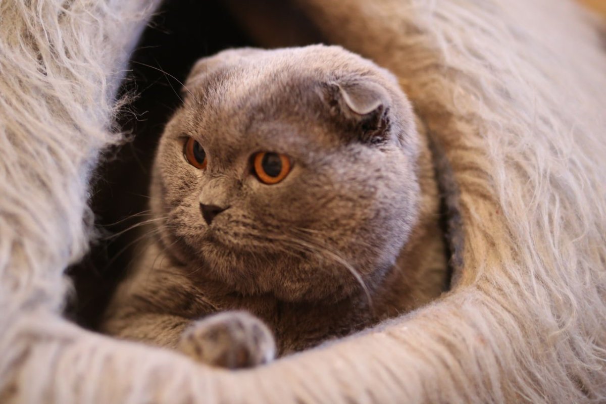 Королевский вислоухий кот