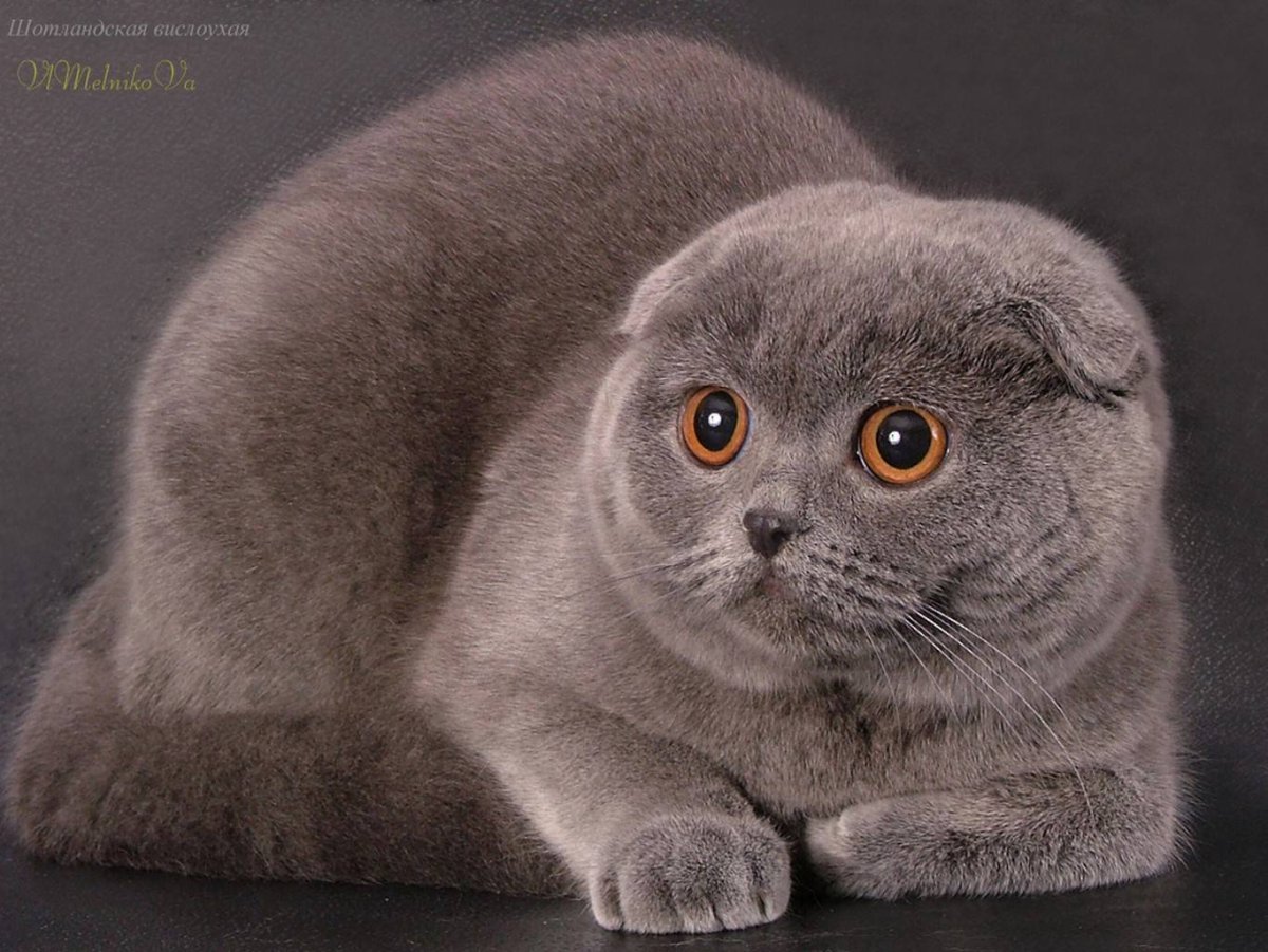 Шотландский вислоухий кот голубой