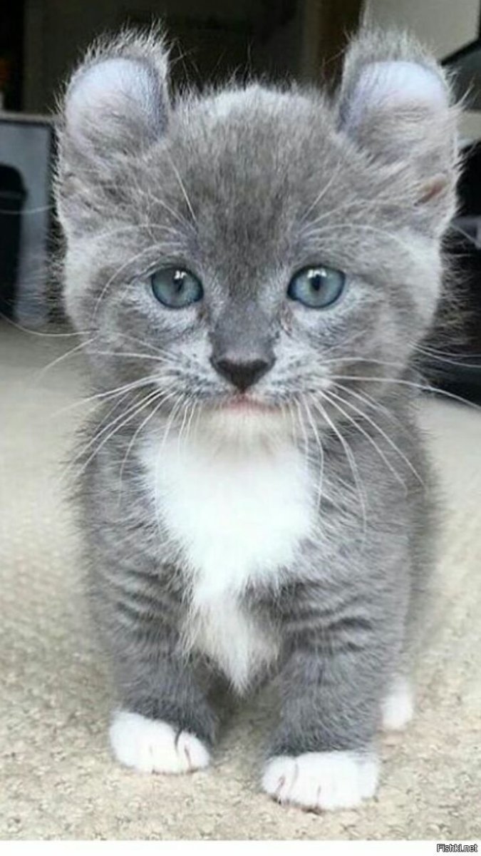 Манчкин серый котенок