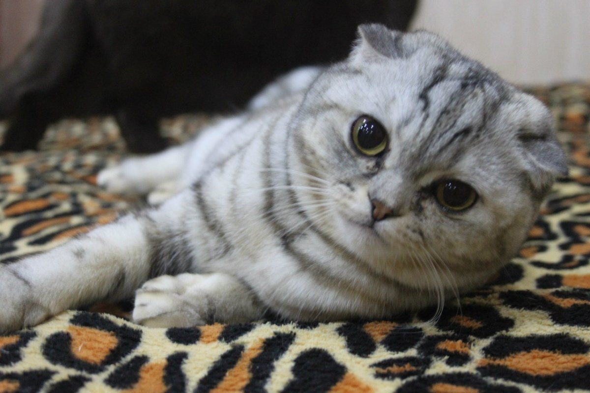 Шотландская вислоухая скотишфолд