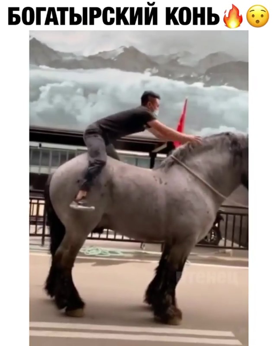 Мемы про лошадей