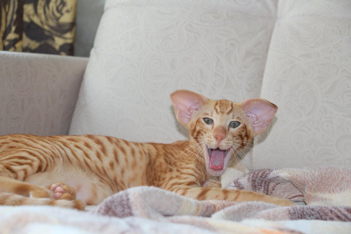 Ориентал кошка рыжая