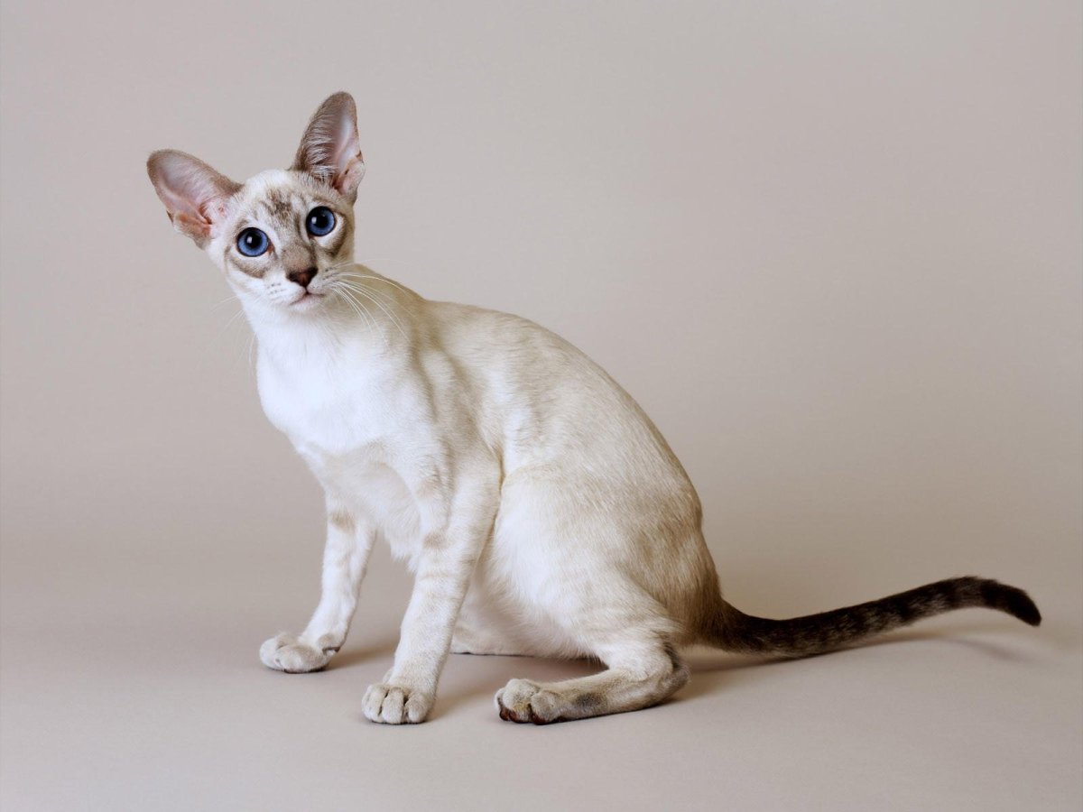 Сиамская кошка сфинкс и Египетская