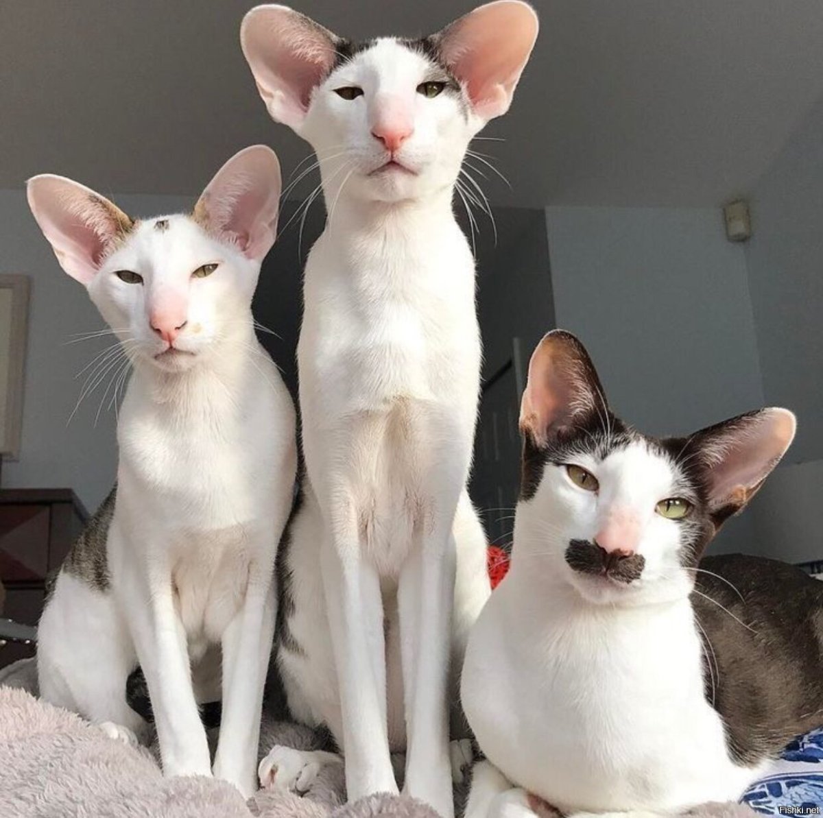 Кот породы Ориентал