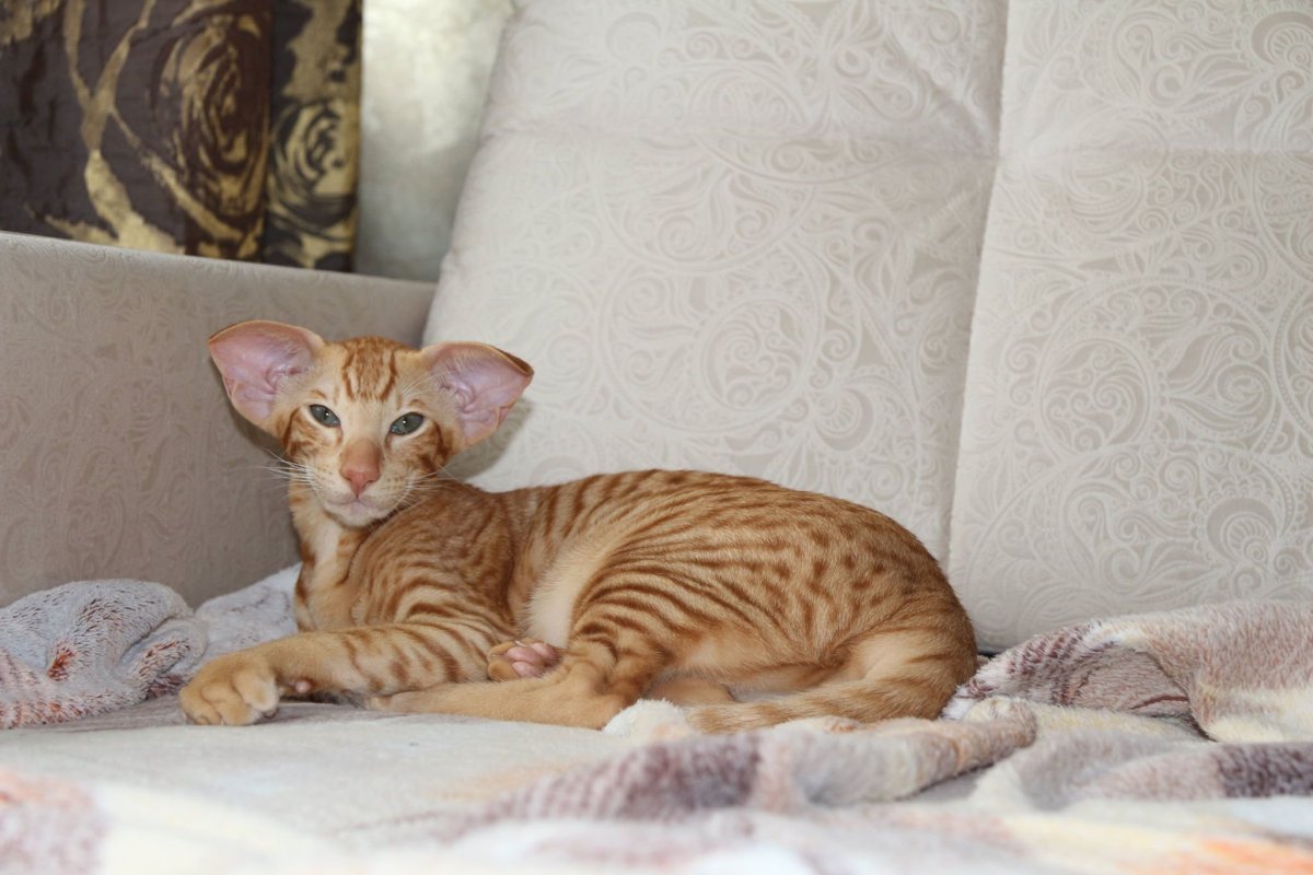 Ориентальная кошка рыжая