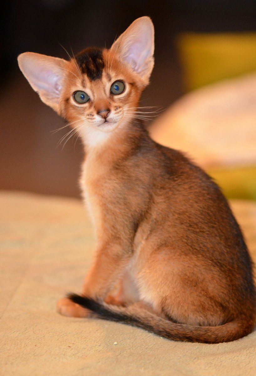 Ориентал и абиссинец