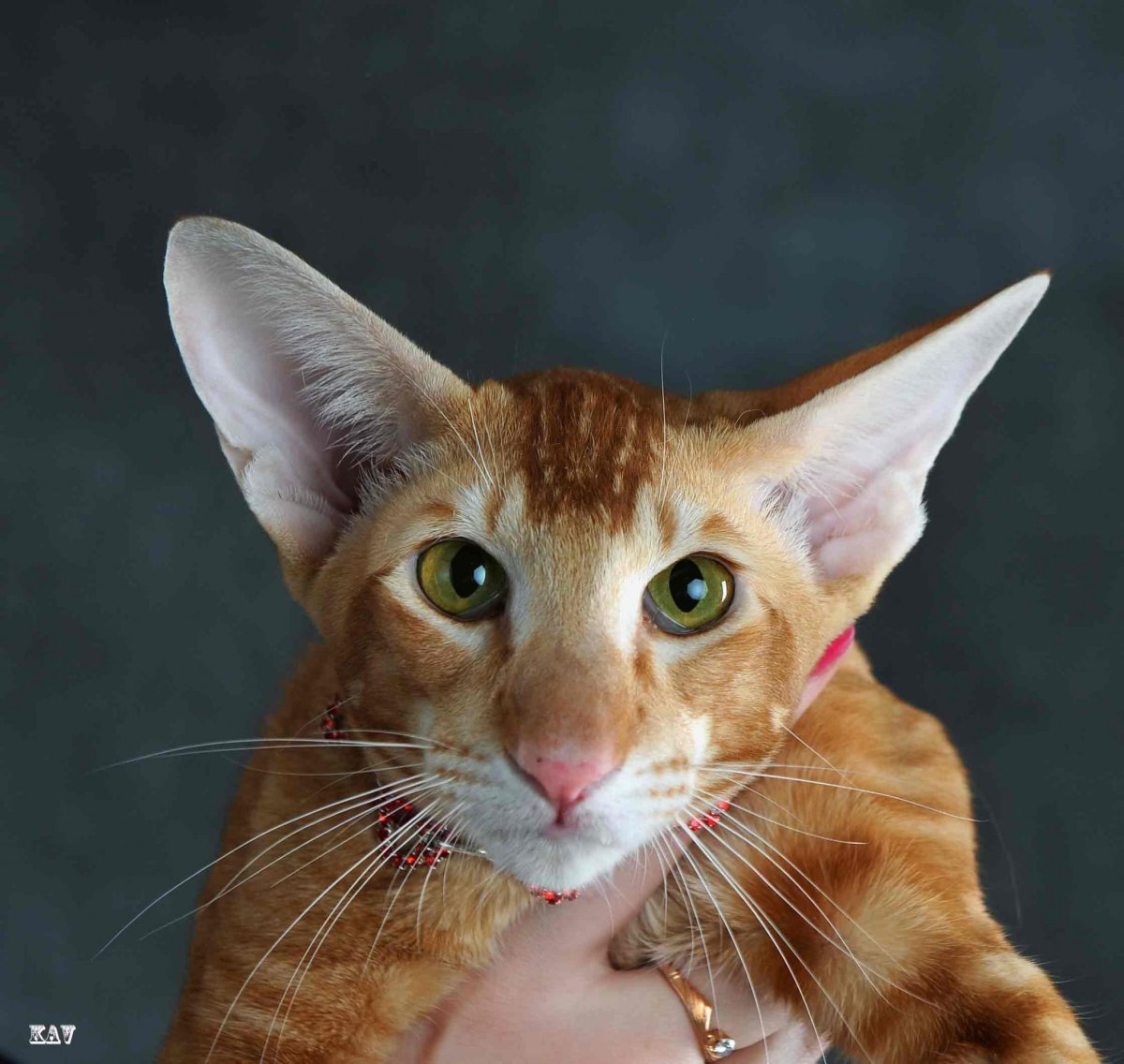 Ориентал кошка рыжая