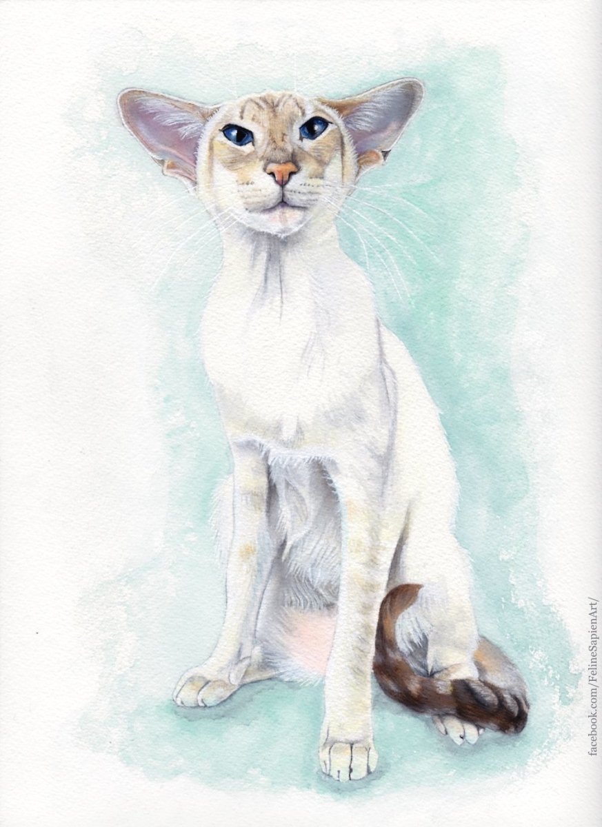 Коты Воители ориенталы