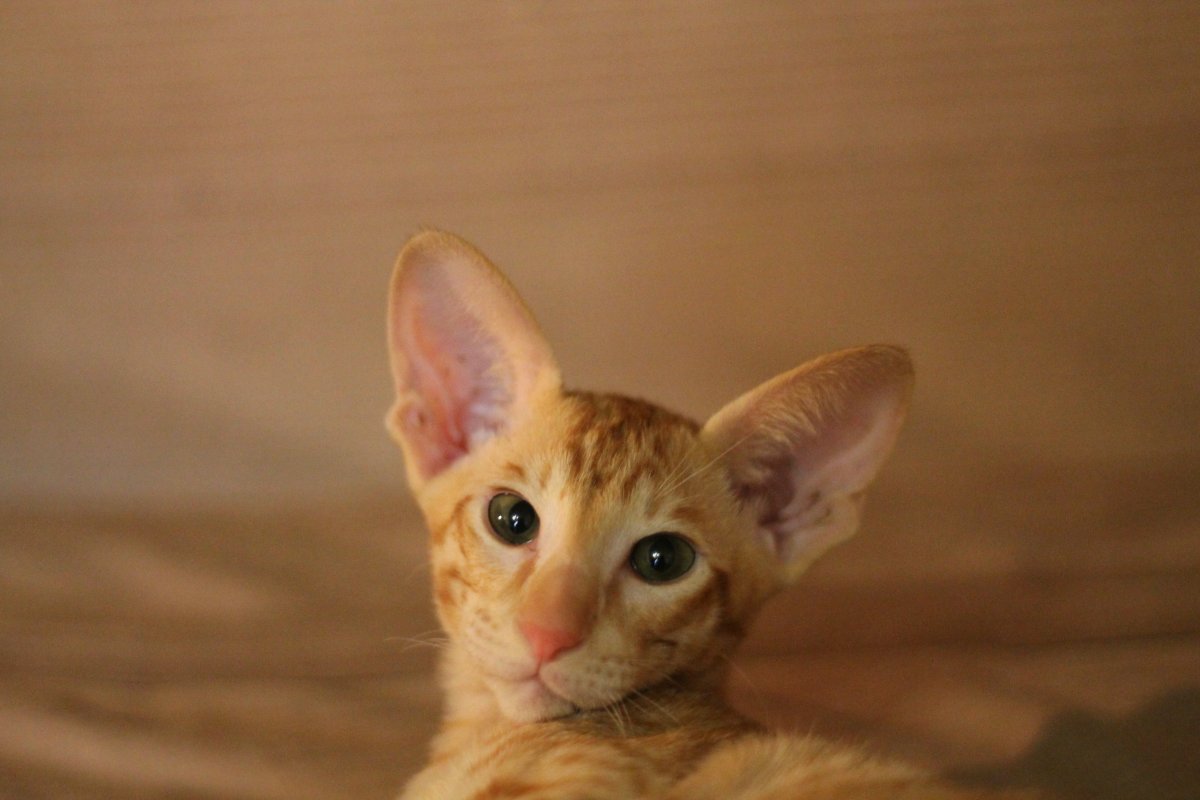 Ориентальная кошка рыжая