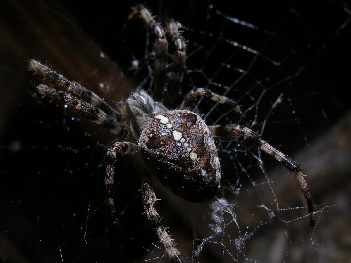 Паук крестовик большой