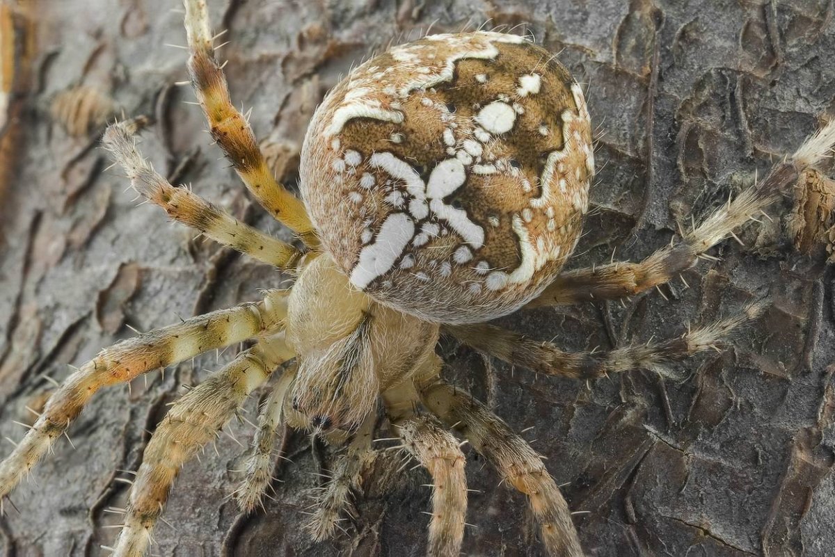 Araneus diadematus - крестовик