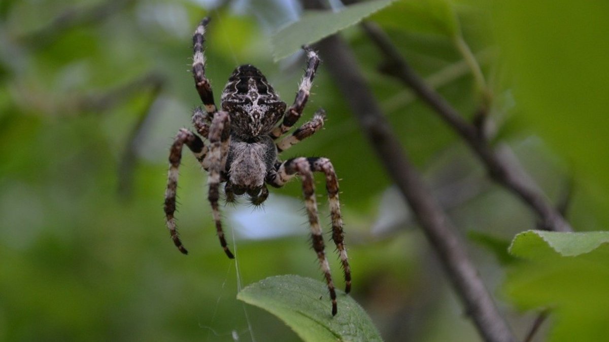 Волгоград паук Аргиопа